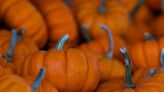 These pumpkin patches are Delaware favorites, according to new survey
