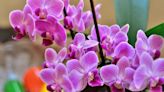 Orchids flower like crazy fast when adding one kitchen food item to their water