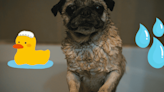 Mascotas: Aprende el tiempo y forma de bañar a tu perro según su pelaje
