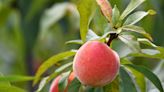 Here's a list of deciduous fruit trees to grow in Brevard County | Sally Scalera