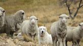 Por la muerte de un cóndor piden el combate ‘amigable’ de zorros y pumas: «hay que reforzar el pastoreo con perros en Río Negro» - Diario Río Negro