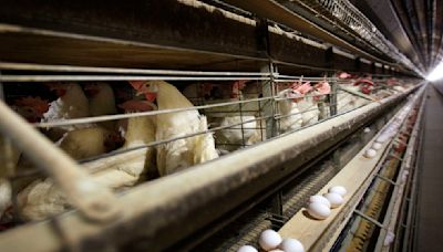 Farmers must kill 4.2 million chickens after bird flu hits Iowa egg farm | World News - The Indian Express