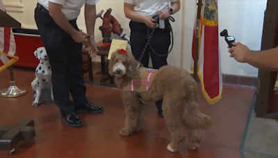 Fort Lauderdale Fire Rescue therapy dog promoted to captain after helping out community - WSVN 7News | Miami News, Weather, Sports | Fort Lauderdale