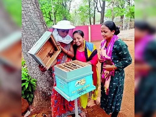 Trained Tribals Leading Honey Revolution in Karnataka Tiger Reserves | Bengaluru News - Times of India