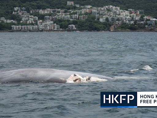 Hong Kong seeks to ban whale watching after marine mammal found to have been killed by boat