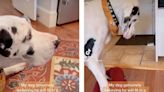 Great Dane hilariously attempts to sit on a bed made for tiny dogs: 'Only knows "be comfy"'