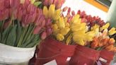 Around the Sound: Treat mom to beautiful blooms at Pike Place Market Flower Festival