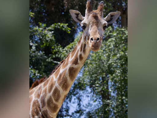 Sacramento Zoo's iconic giraffe, Skye, dies after battling age-related issues