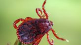 CDC Issues Warning After 3 People Die from a Tick-Borne Disease Known as Rocky Mountain Spotted Fever