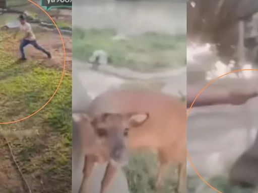 Parque de las leyendas: Sujetos violentaron hábitat de animales para maltratarlos y transmitirlo en TikTok