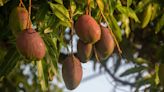 El asfalto con olor a mango de Madrid reaviva el enfado de los vecinos por los árboles talados