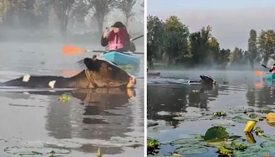 ¿Vaquitas marinas? Sorprende aparición de vacas nadando en canales de Xochimilco y video se viraliza