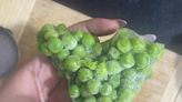 Woman Finds Heart-Shaped Peas In Her Order, Swiggy Instamart Calls It 'Dil Ka Mattar’ - News18