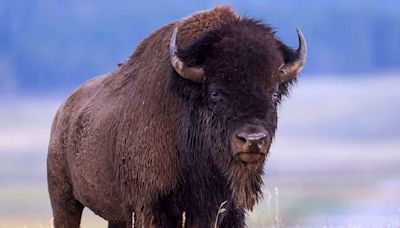 Idaho Man Who Allegedly ‘Kicked a Bison in the Leg’ Is Arrested on Alcohol Charge