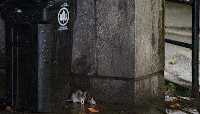 NYC wants you to join the war on rats