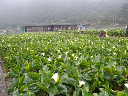 夏天太熱就往山上去 夏日避暑8個景點