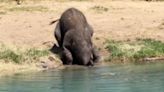 Adorable Baby Elephant Tries, And Fails, To Figure Out How To Use Their Trunk