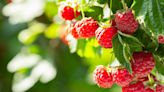 Grow raspberries using store-bought fruit with expert's genius hack