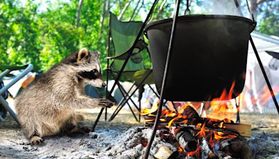 Michigan Man and His Bros Save Choking Raccoon During a Bonfire and It Stays to Hang with Them