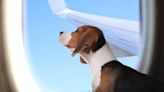 Rescue Beagle Who Was Given Away Is 'Flying High' with Loving New Family
