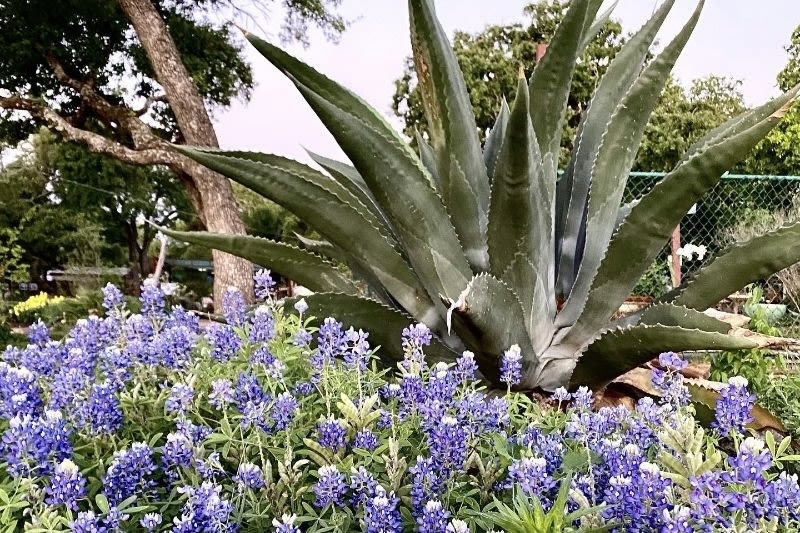Hill Country Water Gardens & Nursery marks 25th anniversary in Cedar Park with spring celebration