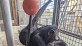 Chimps Who Spent Their Lives at Roadside Zoo Share Sweet Hug After Moving to New Sanctuary Home