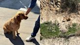 ¡Tras dos días! Rescatan en Tijuana a perrito que estaba atrapado en un cerro