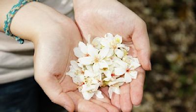 四月桐花紛飛 6大「油桐花景點」帶你一同觀賞繁花盛景