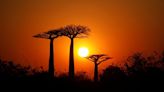 Study reveals history and oceanic voyages of remarkable baobab tree