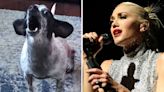 Chihuahua howling to Gwen Stefani has internet obsessed—"Get him an agent"