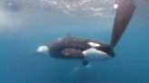 Orcas aren’t attacking boats — they’re just playful teens, scientists say