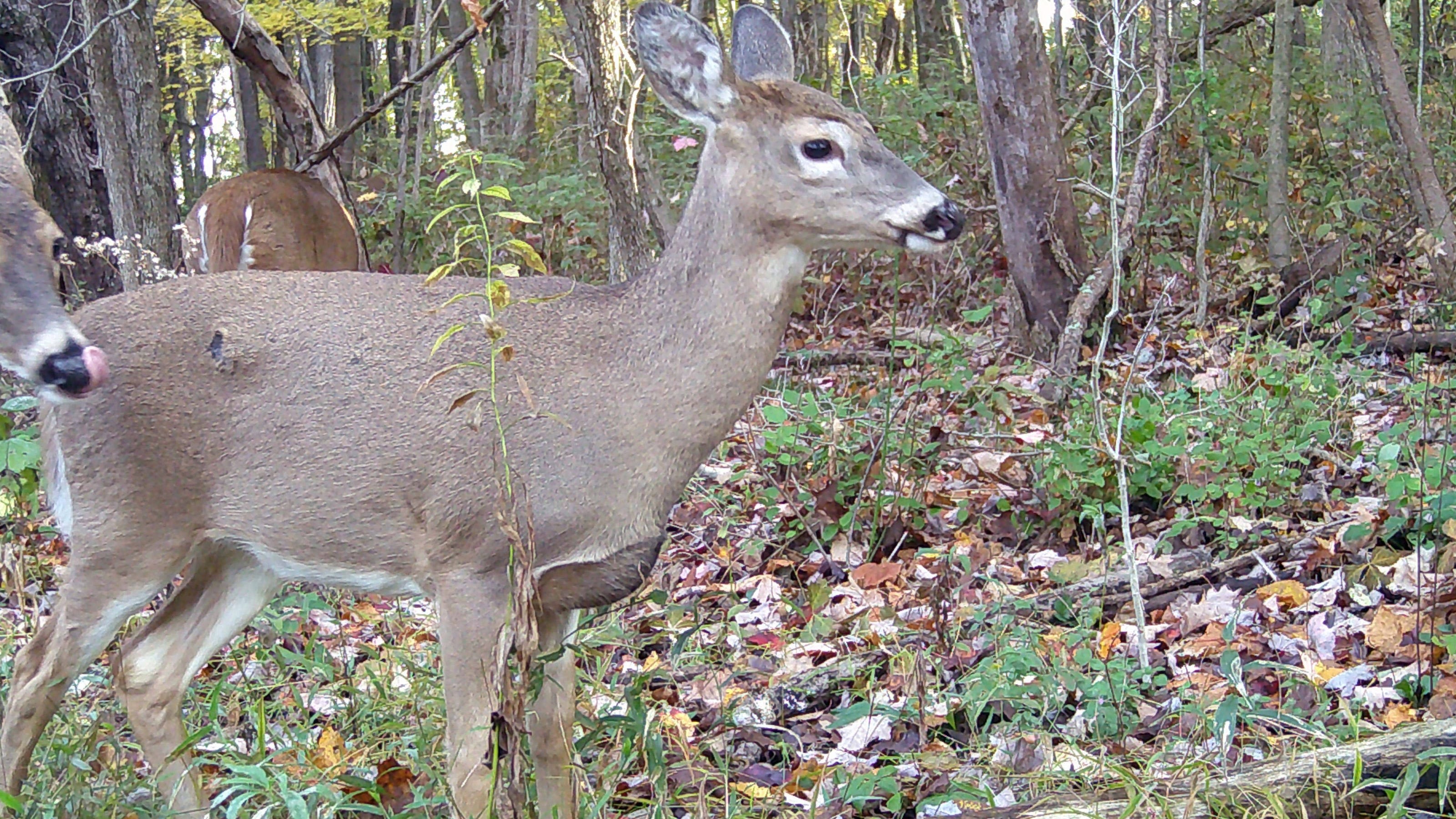 Chronic wasting disease: Death of 2 hunters in US raises fear of 'zombie deer'