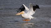 American white pelicans nesting on Utah island for first time in 80 years