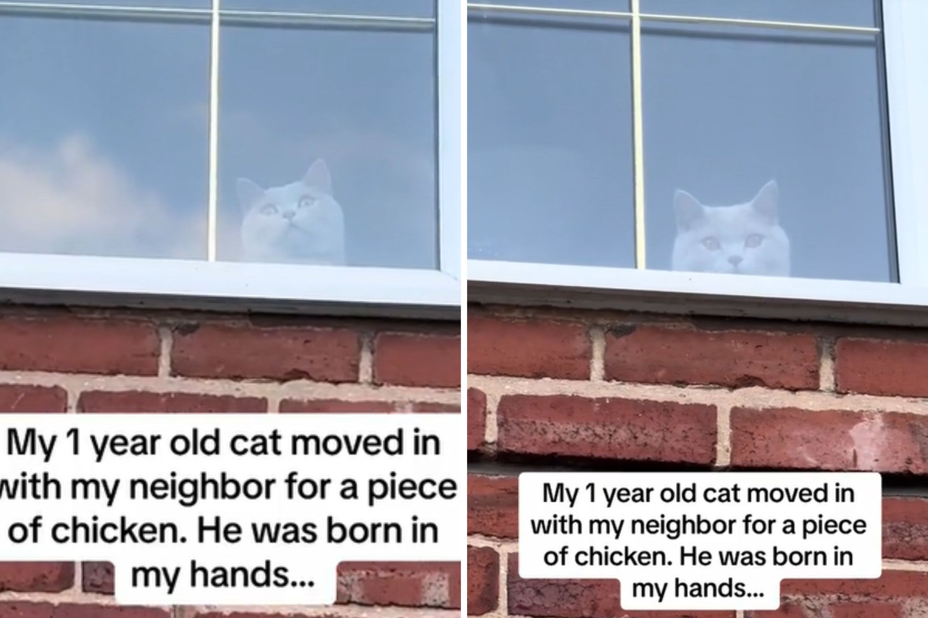 Owner feels "the betrayal" after cat ditches her for neighbor's chicken