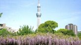 紫藤花瀑布和晴空塔同框入鏡！東京龜戶天神社日夜皆美 | 蕃新聞