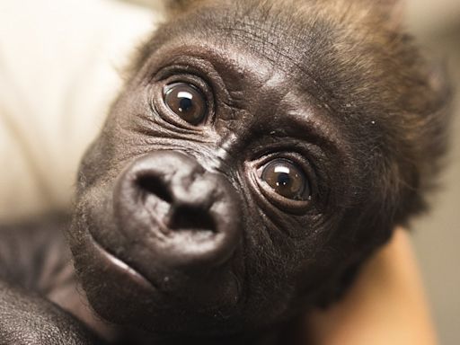 'Such an amazing journey': Cleveland Metroparks Zoo share update on baby gorilla Jameela's progress amid fostering effort