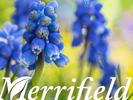 5 spring gardening tips from Merrifield Garden Center