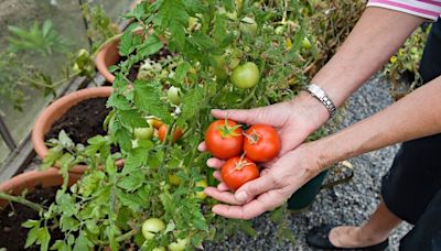 Monty Don says do this one thing to protect tomatoes from blight