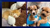 Yellowstone Valley Animal Shelter needs people to adopt pets