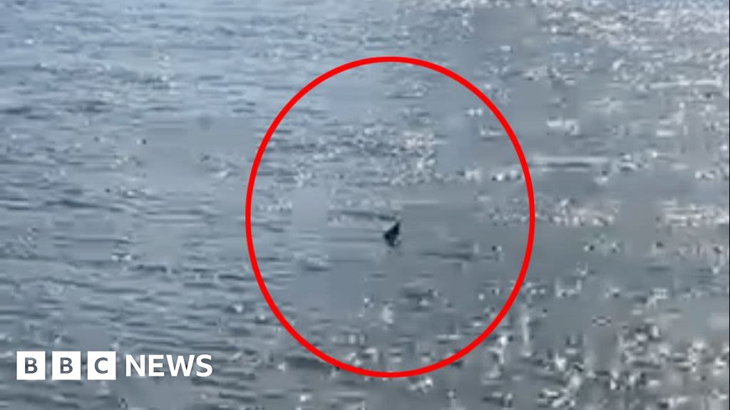 River Thames: Is this a shark swimming in London's waterway?