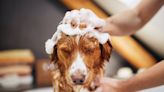 Do Dogs Really Need Skin Care?
