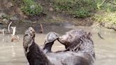 Watch this adorable bear cool off from warm temps by luxuriating in a private mud bath