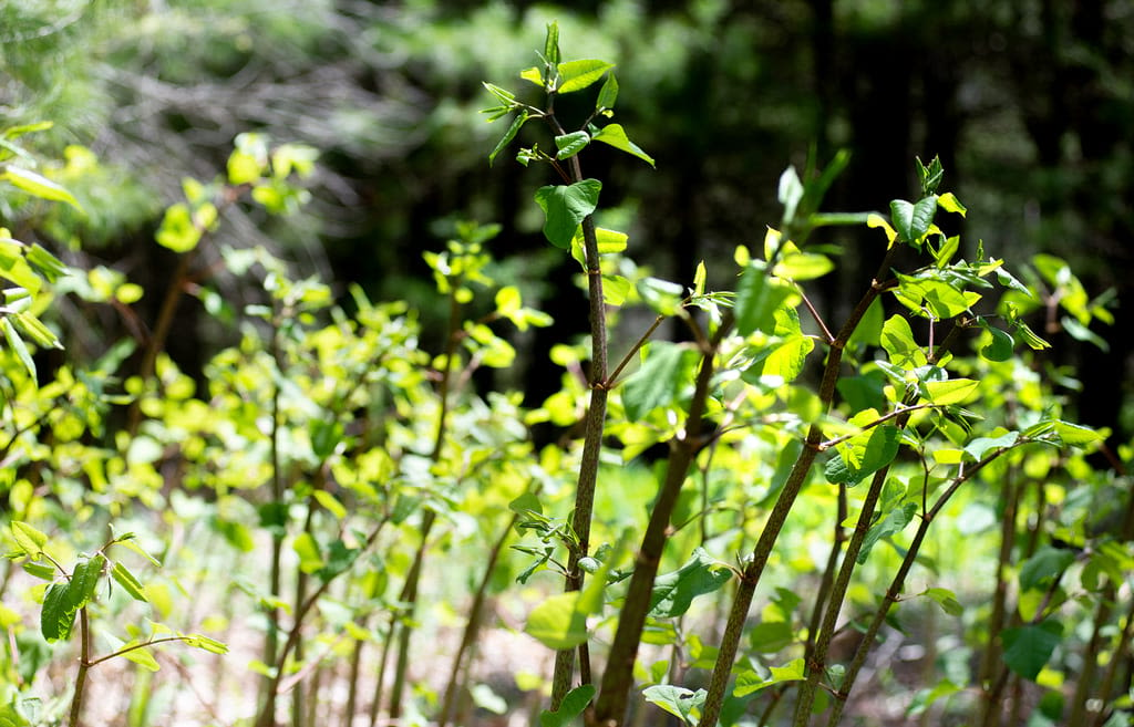 This notorious weed invading Maine can be foraged for a tasty treat