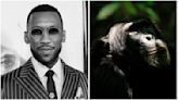 Mahershala Ali To Narrate Wildlife Series ‘Chimp Empire’ For Netflix