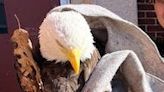 What killed Cranston bald eagle? Wildlife rehabilitator thinks rat poison is killing raptors