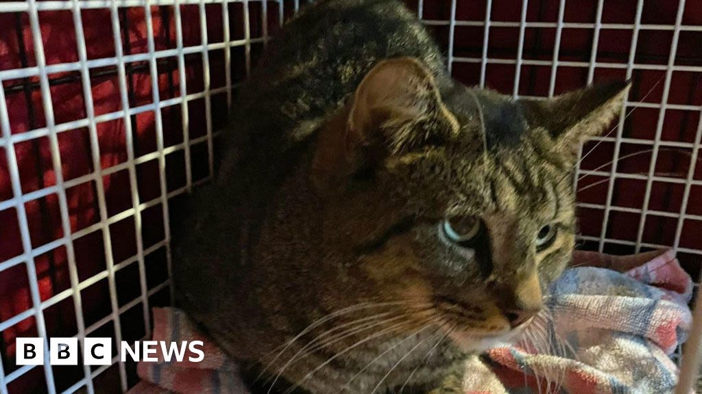 Essex animal group 'inundated' after receiving 30 feral cats