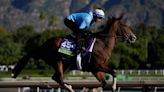 The spate of racehorse deaths this year has Breeders' Cup under intense scrutiny