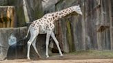 Fourth animal dies this year in Milwaukee Zoo: 30-year-old giraffe Rahna euthanized