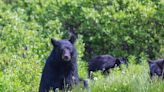 Officials warn Teton County residents after black bear and cubs have been sighted - East Idaho News