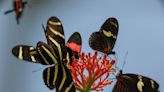 San Diego Zoo Safari Park to showcase ‘Butterfly Jungle’ this spring